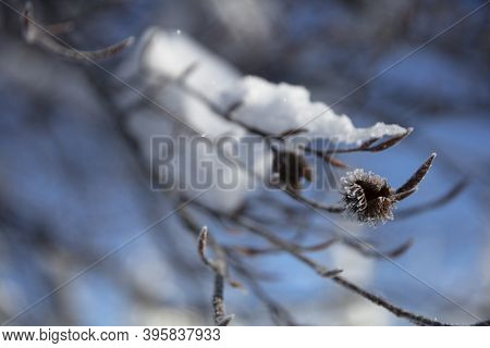 Iced Beechnut Shell On A Snow Covered Redbeech Branch