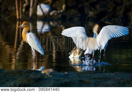 Cattle Egret Are Looking For Food In The Riverbank