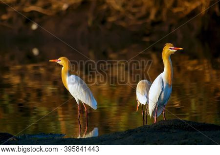 Cattle Egret Are Looking For Food In The Riverbank