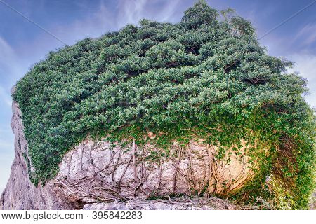 Hat Of Leaves And Roots On Rock In The Natural Area Of ​​la Ciudad Encantada, Cuenca