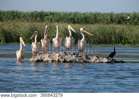 Great White Pelicans - Pelecanud Onocrotalus In The Danube Delta
