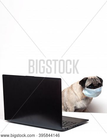 Pug Dog In Medical Mask Works As A Doctor At A Laptop. Concept Of A Doctor Dog. Place For Text. Copy
