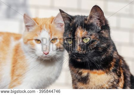 Two Cats Leaned Their Heads To Each Other, Two Cats Close Up
