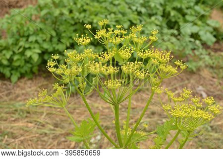 Parsnip. Field Flower. The Pastinaca Flower Growing On A Summer Meadow.