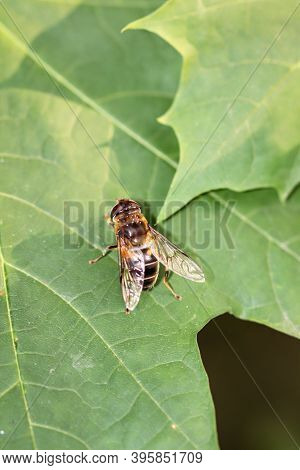 A Close Up Of A Fly. There Are Countless Types Of Flies.