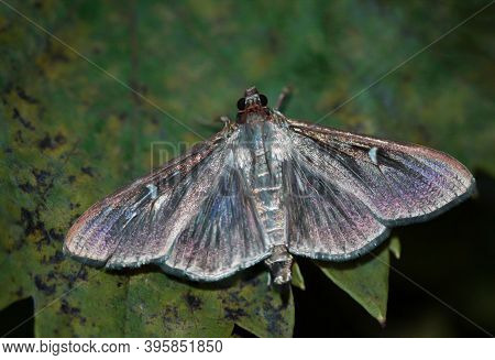 The Box Tree Moth, Cydalima Perspectalis, Is A Small Butterfly From The Crambidae Family And Destroy
