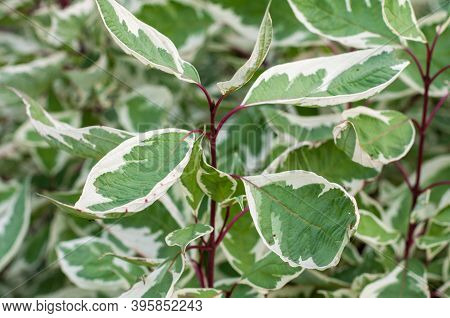 Weeping Fig, Benjamin Fig, Ficus Tree Outdoors Leaves Close Up. Ficus Benjamina Small Tree Outdoors 