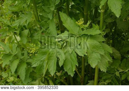 Parsnip. Field Flower. The Pastinaca Flower Growing On A Summer Meadow.