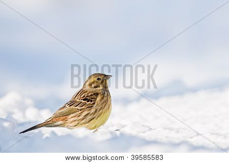 gulspurven på sne lukke