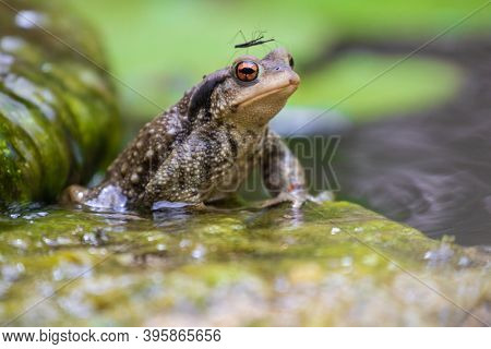Common male toad, Bufo bufo, standing on a stone with a couple of bug Hydrometra mating on his head.