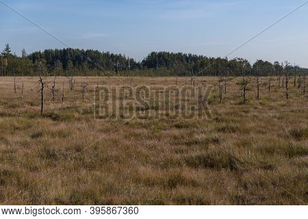 Territory Of Sestroretsk Swamp Reserve. Saint-petersburg. Russia