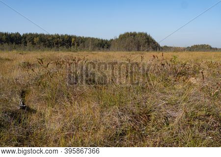 Territory Of Sestroretsk Swamp Reserve. Saint-petersburg. Russia