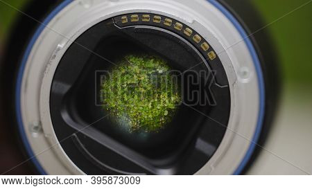 Green Trees Reflected In Camera Lens. Action. Camera Lens Is Aimed At Green Branches Of Trees Rustli