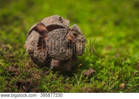 Still Life. Coniferous Tree Cones Lie On Green Moss- Abstract Background