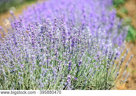 Blue Violet Levandula Flowers, Field Countryside, Close Up