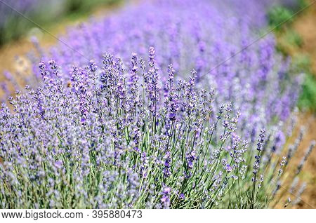 Blue Violet Levandula Flowers, Field Countryside, Close Up