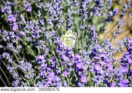 White And Yellow Butterfly In Blue Violet Levandula Flowers Close Up