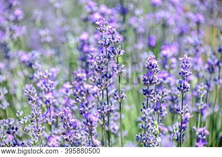 Blue Violet Levandula Flowers, Field Countryside, Close Up