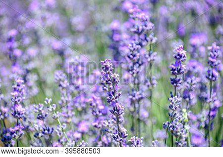Blue Violet Levandula Flowers, Field Countryside, Close Up