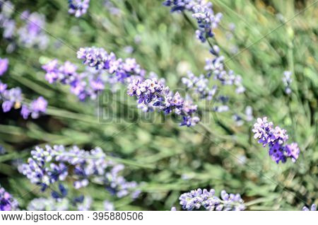 Blue Violet Levandula Flowers, Field Countryside, Close Up