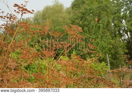 Parsnip. Field Flower. The Pastinaca Flower Growing On A Summer Meadow.