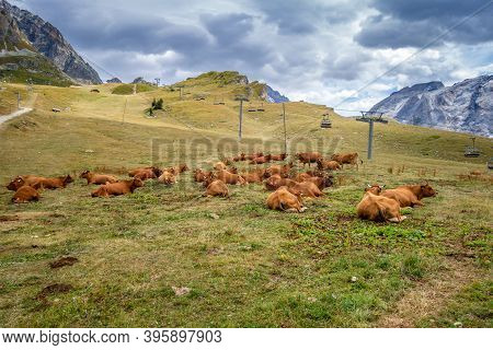 Cows In Alpine Pasture, Pralognan La Vanoise, French Alps
