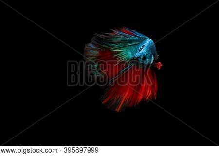 Swimming Action Of Betta, Siamese Fighting Fish, Colourful Betta, Pla-kad (biting Fish) Thai; Half M