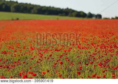 Beautiful Flowery Field, Red Poppy Blossoms, Landscape.