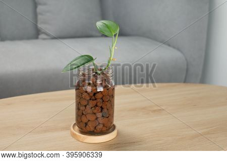 Scindapsus Treubii Moonlight In Glass Bottle On Wooden Table In Living Room. Houseplant. Air Purifyi