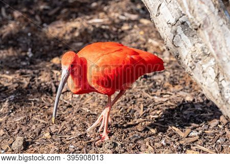 Scarlet Ibis Or Eudocimus Ruber Is A Species Of Ibis In The Bird Family Threskiornithidae