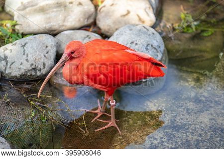 Scarlet Ibis Or Eudocimus Ruber Is A Species Of Ibis In The Bird Family Threskiornithidae