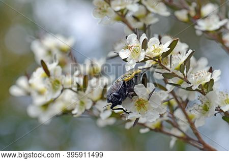 Australian Native Freckled Jewel Beetle, Stigmodera Macularia, Family Buprestidae, Feeding On Nectar