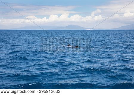Two Distant Pilot Whales Swimming In Atlantic Ocean In Front Of Spain