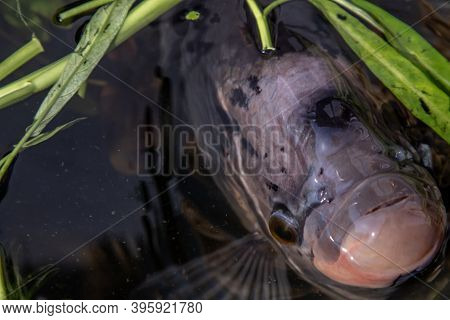 Closeup Freshwater Fish Osphronemus Goramy Or Giant Gourami Fish In Water. Selective Focus, Motion B