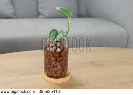 Scindapsus Treubii Moonlight In Glass Bottle On Wooden Table In Living Room. Houseplant. Air Purifyi