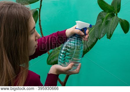 Young Girl Is Spraying Water On Leaves Of Ficus Plant At Home. Gardener Watering House Plants Using 