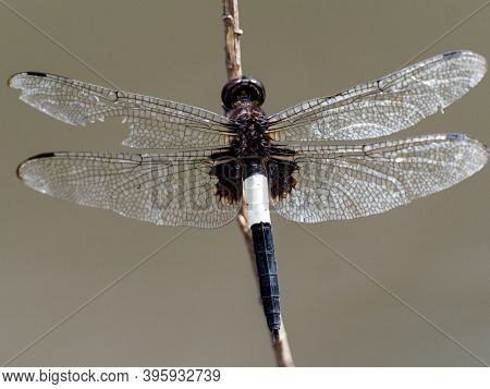 A Pied Skimmer Dragonfly, Pseudothemis Zonata, Perches On A Dry Twig Near A Small Pond In A Park In 