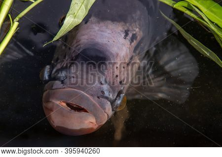 Freshwater Fish Osphronemus Goramy Or Giant Gourami Fish In Water. Selective Focus.