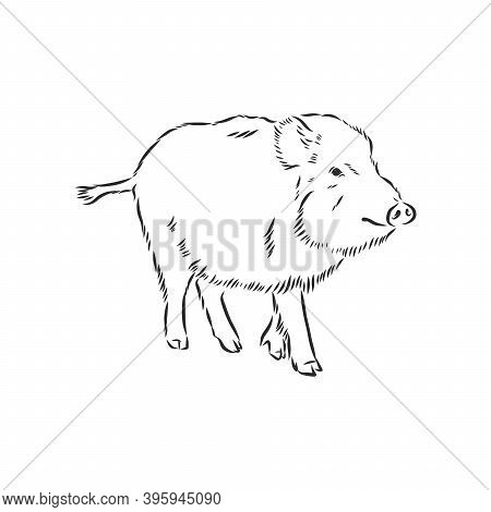Sketch Grunge Wild Boar In The Profile.stock Vector Illustration., Wild Boar Vector Sketch Illustrat
