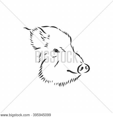 Sketch Grunge Wild Boar In The Profile.stock Vector Illustration., Wild Boar Vector Sketch Illustrat