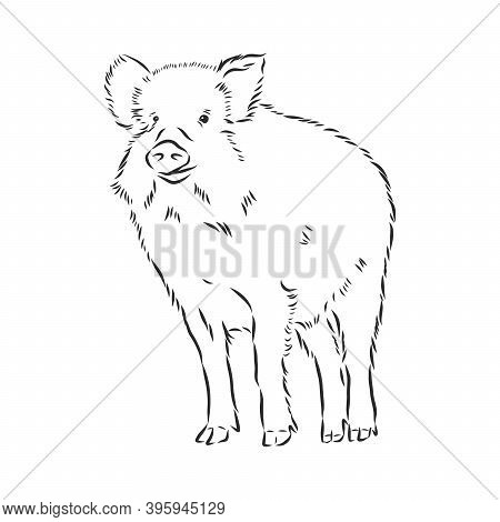 Sketch Grunge Wild Boar In The Profile.stock Vector Illustration., Wild Boar Vector Sketch Illustrat