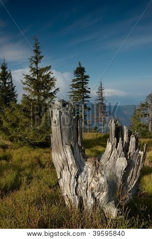 Standing Dead Trees
