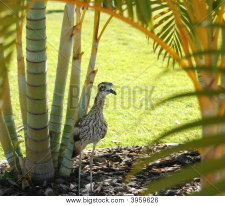 Birdamongpalms