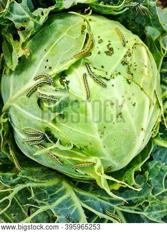 Cabbage White Butterfly Caterpillars Eat Cabbage Head