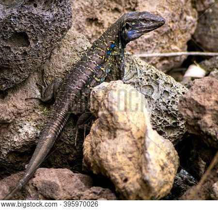 Canarian Lizard - Lagarto Tizon - Between The Rocks Catching Tan. Reptine In The Wild, Endemic Lizar