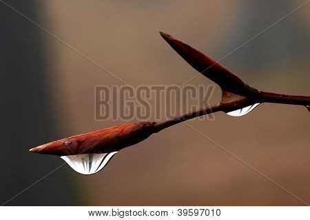 Beech Bud