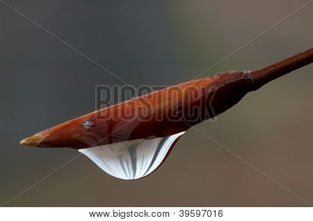 Beech Bud
