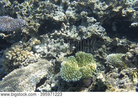 A View Of Coral Reef In The Sea
