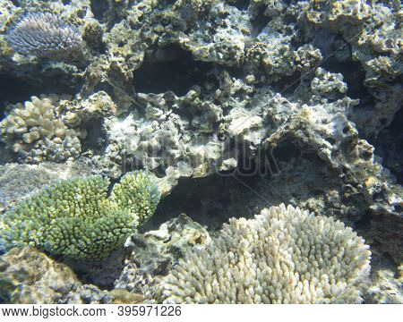 A View Of Coral Reef In The Sea