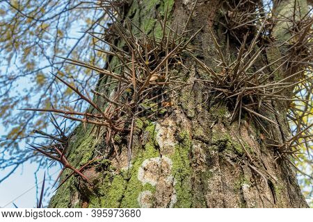 Large Thorns, Spikes On An Acacia Tree In The Park